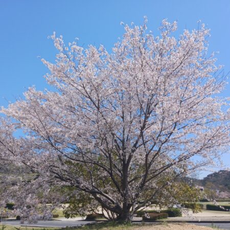 🌸 桜 🌸　奇麗だよ　カースポット久米店も広々して奇麗に勢ぞろいしてます